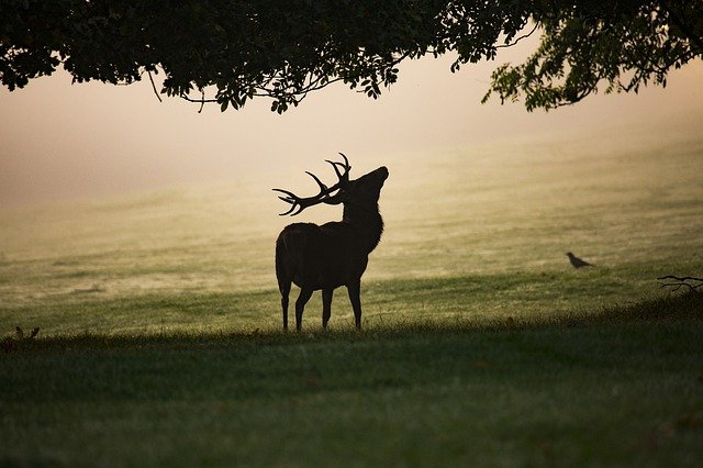 brame du cerf mas de la barque lozere