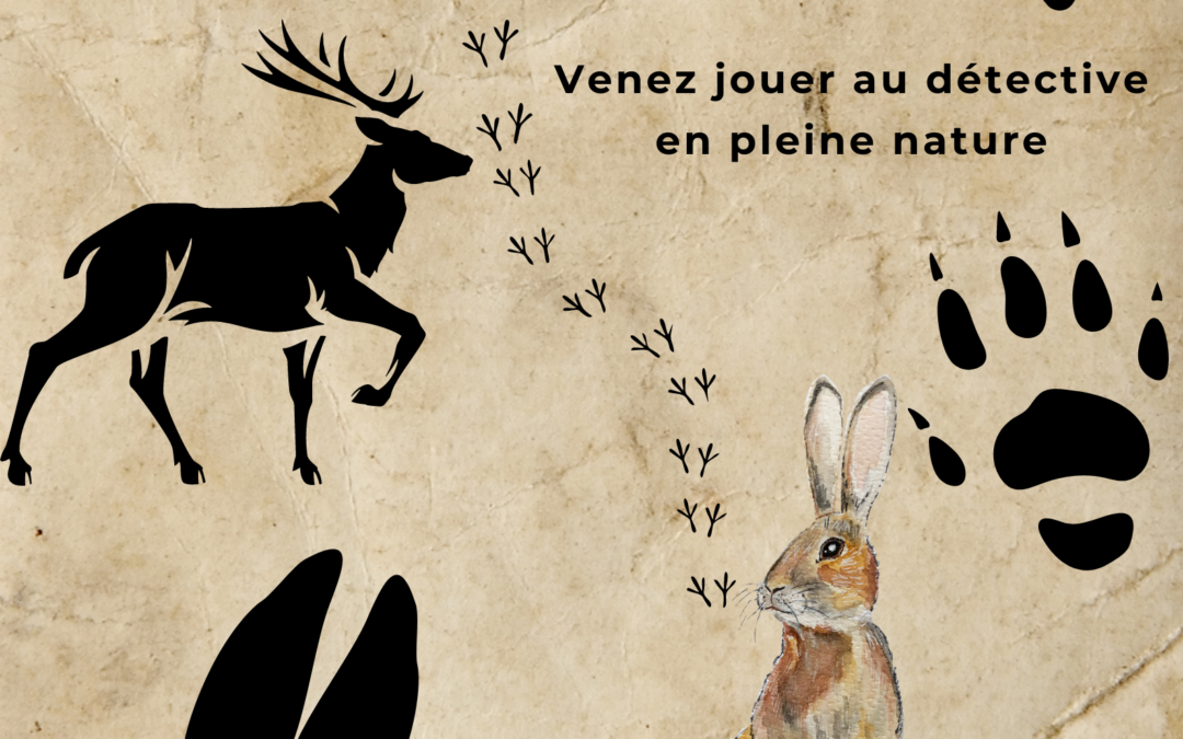 Sur les traces des animaux
