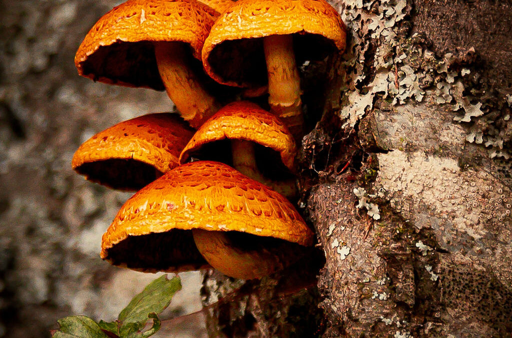 CHAMPIGNONS D’AUTOMNE AU MAS DE LA BARQUE