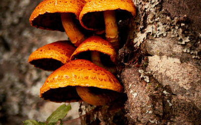 CHAMPIGNONS D’AUTOMNE AU MAS DE LA BARQUE