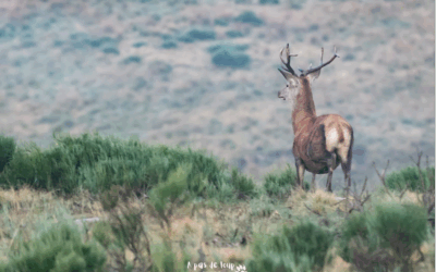 RAMBOUILLET OU CEVENNES ? POUR OBSERVER LA VIE SAUVAGE, PAS BESOIN D’ALLER SI LOIN !