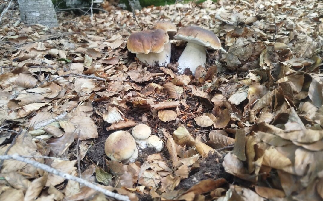 Cueillette de champignons en Cévennes : la saison est lancée au Mas de la Barque !